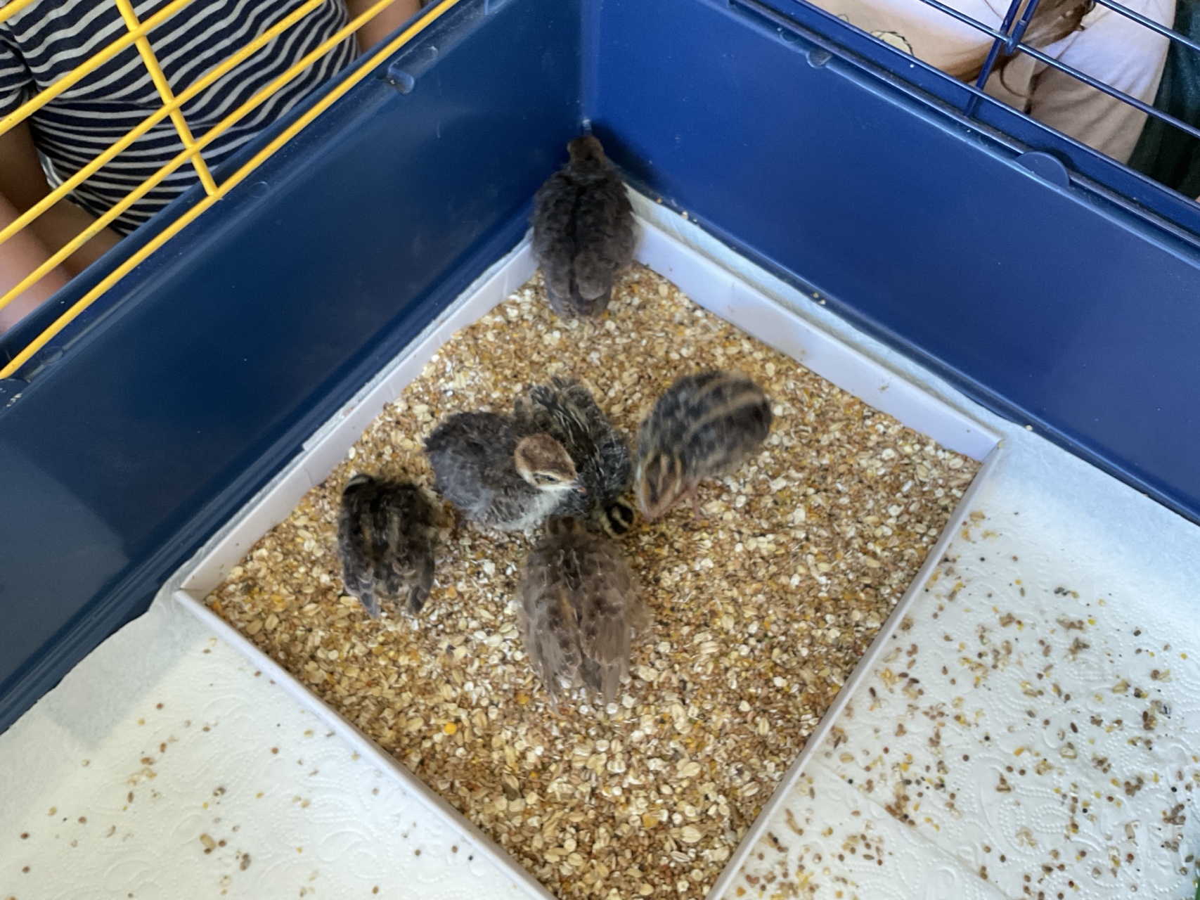 IMG 4183.JPG compressed